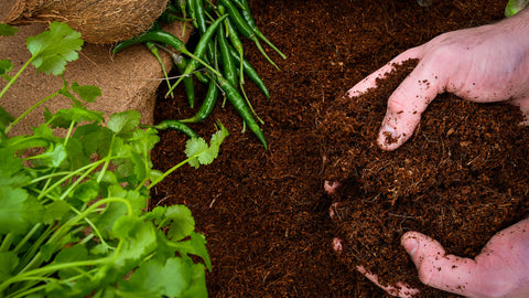 Peat Free Coconut Compost