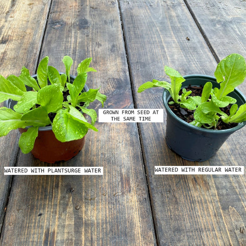Plantsurge Magnetic Plant Growth Booster