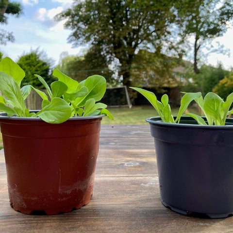 Plantsurge Magnetic Plant Growth Booster