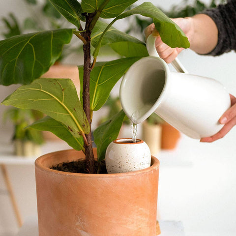 Olla Ceramic Plant Waterers