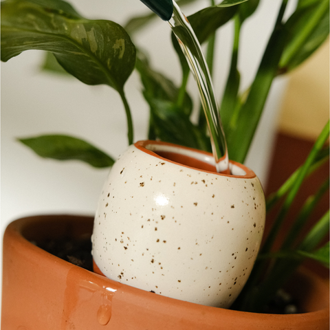 Olla Ceramic Plant Waterers