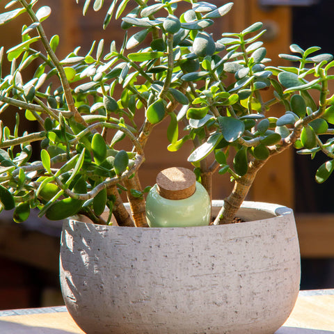 Olla Ceramic Plant Waterers