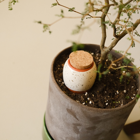 Olla Ceramic Plant Waterers